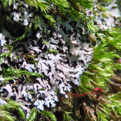 Phaeophyscia adiastola