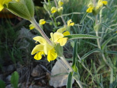 Phlomis lychnitis