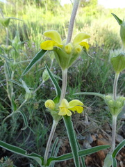 Phlomis lychnitis
