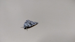Bryophila domestica