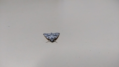 Bryophila domestica