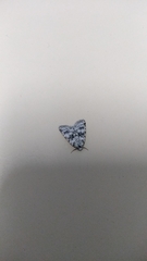 Bryophila domestica