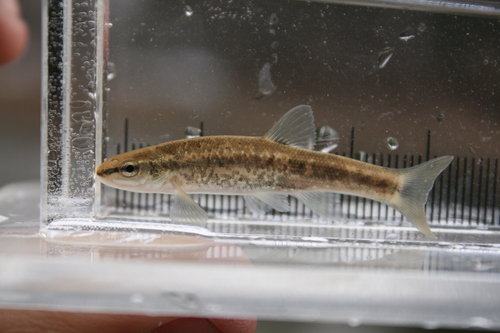 Western Blacknose Dace, photo 8 of 10