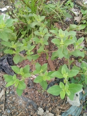 Acanthospermum hispidum