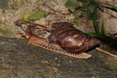 Lissachatina immaculata