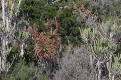 Aloe pluridens