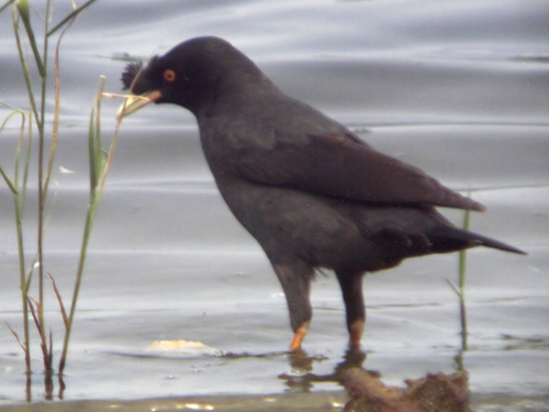 Crested Myna
