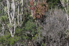 Aloe pluridens