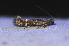 Aproaerema simplexella