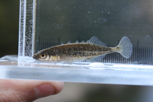 Brook Stickleback