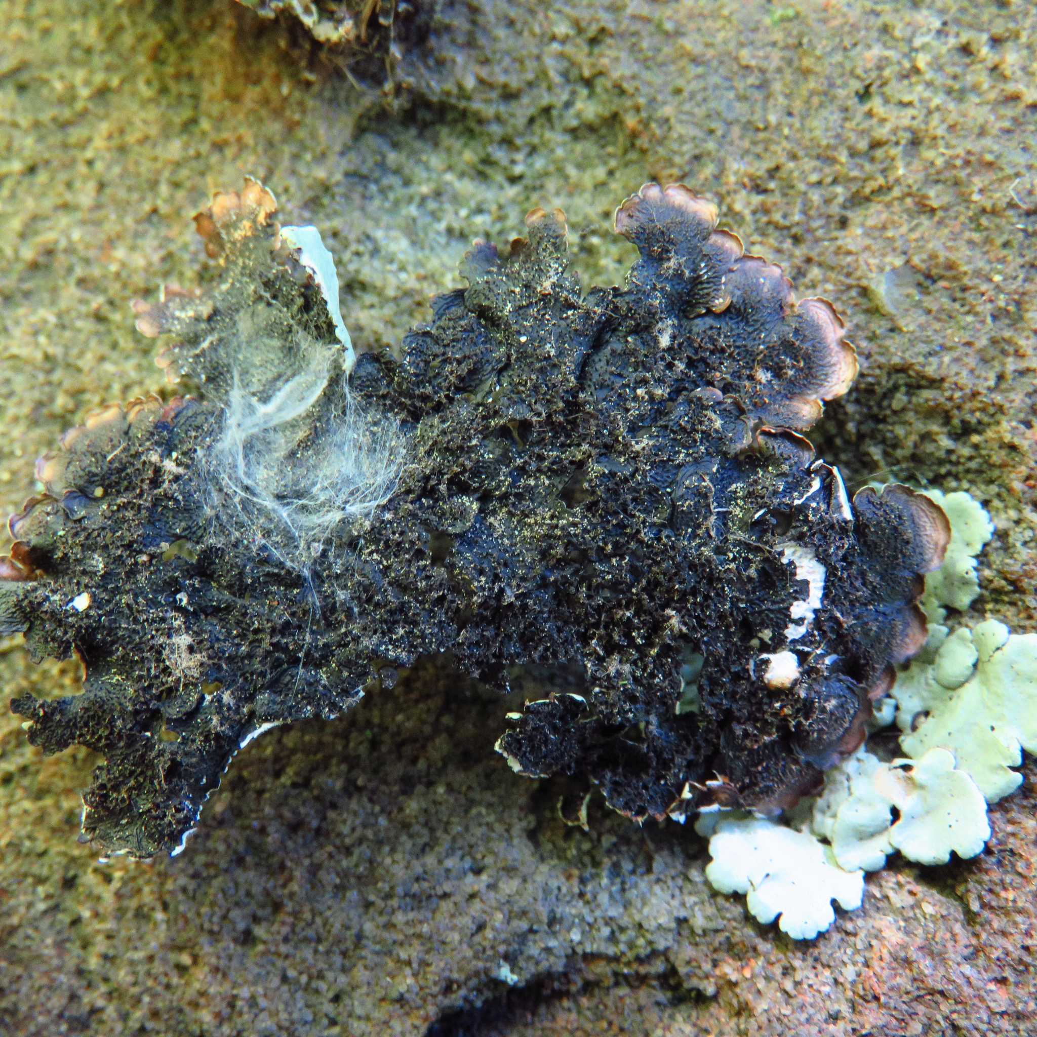 Flavoparmelia caperata image