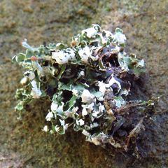 Cladonia apodocarpa