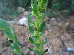 Thymelaea sanamunda