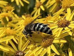 Bembix americana comata