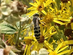 Bembix americana comata