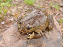 Telmatobius gigas