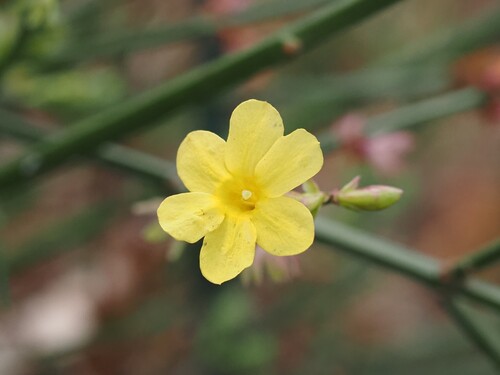 Jasmine