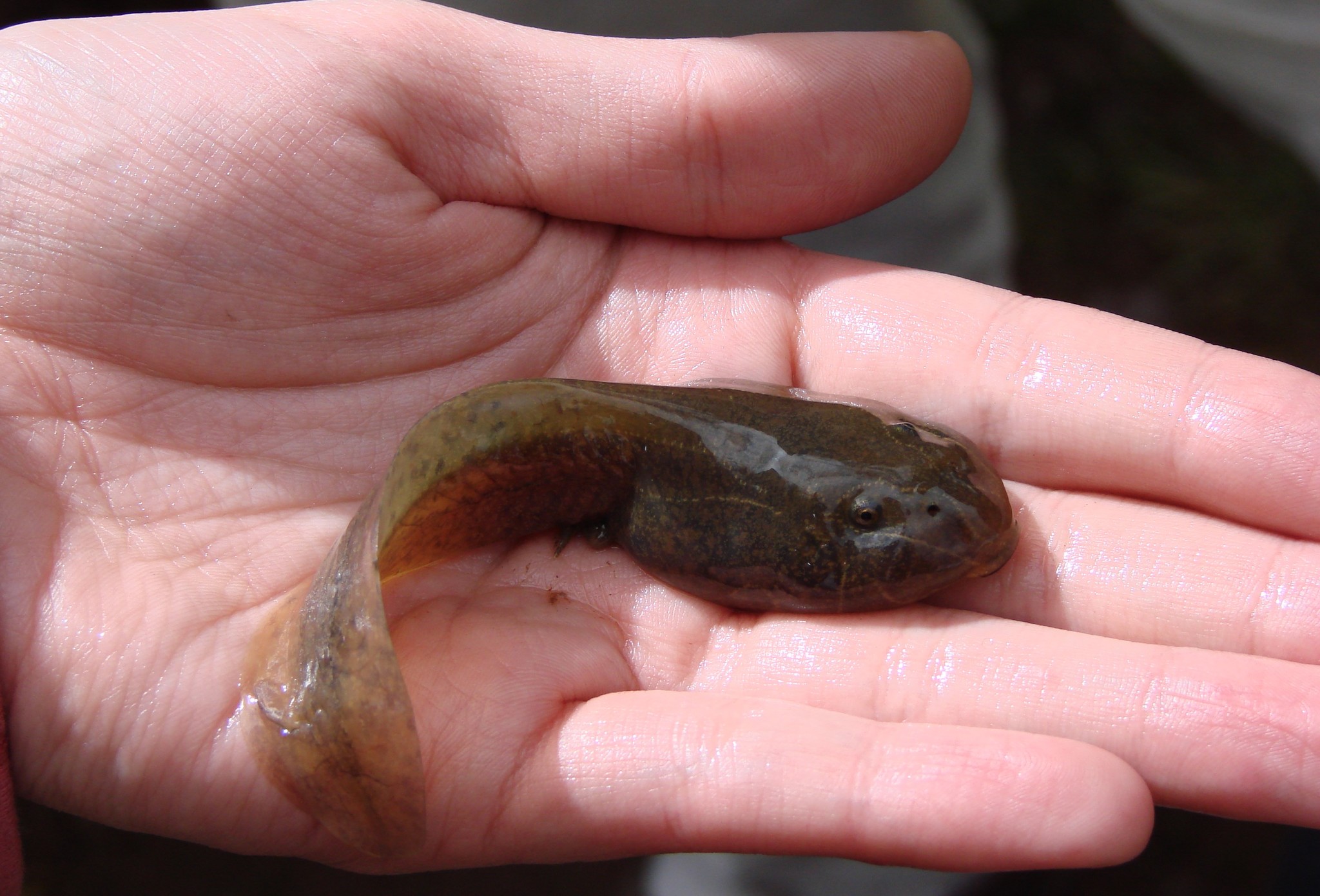 Water Frog photo 3