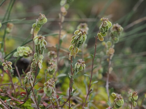 Image of Clypeola jonthlaspi by (c) Louis Aureglia, some rights reserved (CC BY)