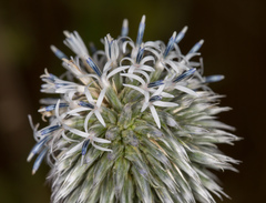 Echinops sphaerocephalus