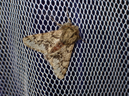 Apocheima hispidaria