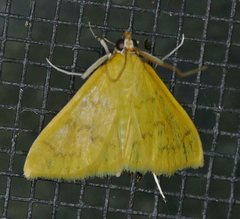 Loxomorpha flavidissimalis