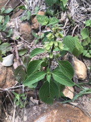 Ocimum basilicum