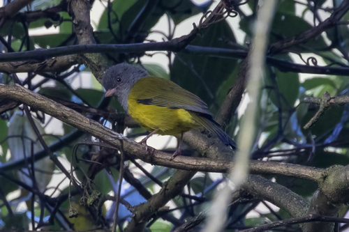 Grey-hooded Bush Tanager (Cnemoscopus rubrirostris), photo 10
