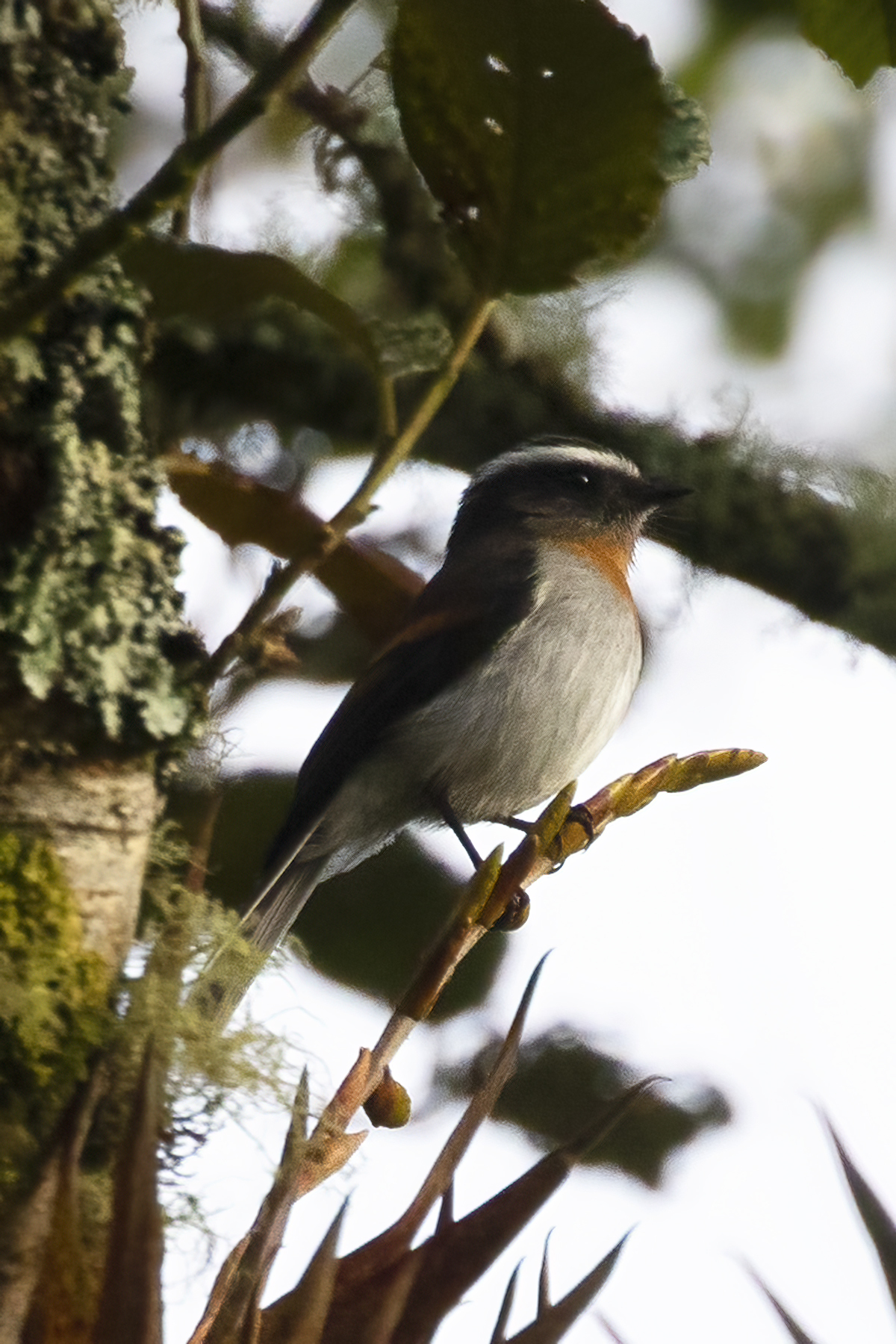 Rufous-breasted Chat-Tyrant illustration