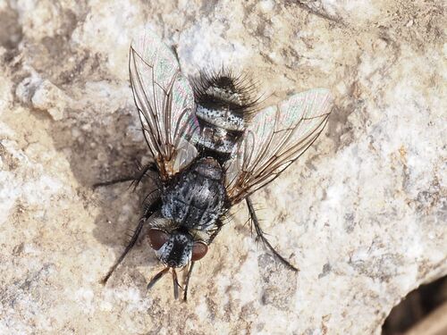 Chetogena tschorsnigi