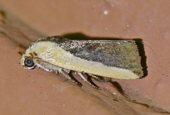 Ponometia exigua