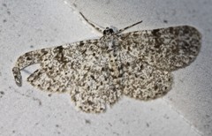 Thallogama corticola