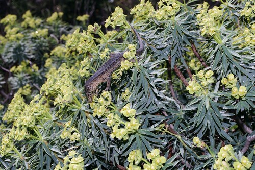 Lilford's Wall Lizard, Baleares, ES-PM, ES, photo 9 of 10