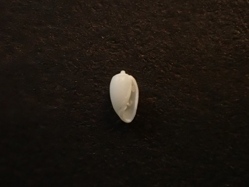 Acteocina candei, 2025-03-21