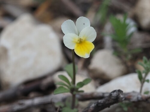 Image of Viola kitaibeliana by (c) Louis Aureglia, some rights reserved (CC BY)