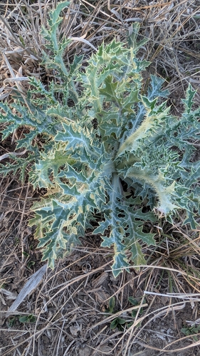 Image of Argemone aurantiaca by (c) Mark McClelland, some rights reserved (CC BY)