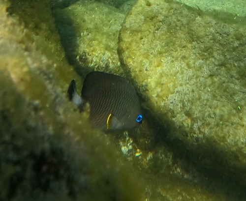 Whitetail gregory (Stegastes leucorus) — Pomacentridae — 5