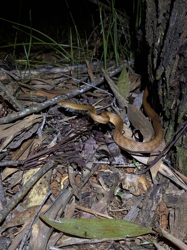Brown Tree Snake sighting