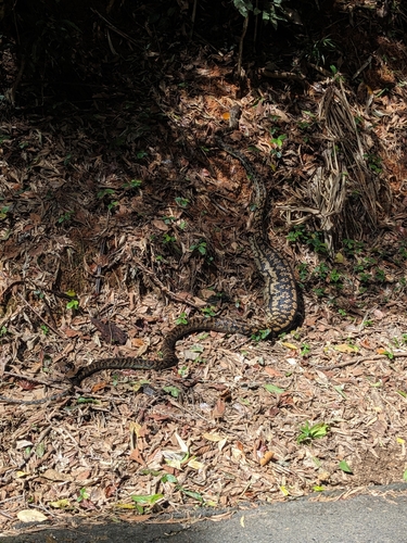 Australian Scrub Python sighting