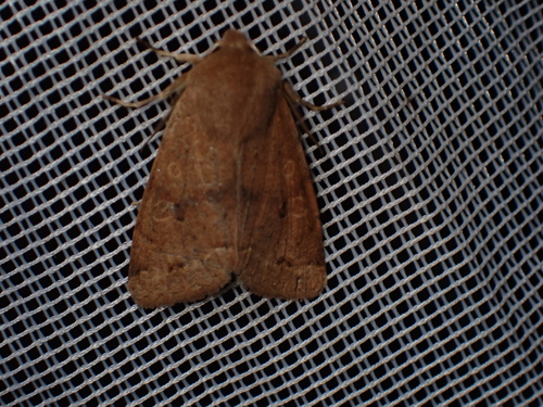 Anorthoa munda