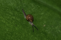 Ovachlamys fulgens