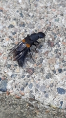 Platydracus fossator
