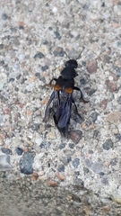 Platydracus fossator