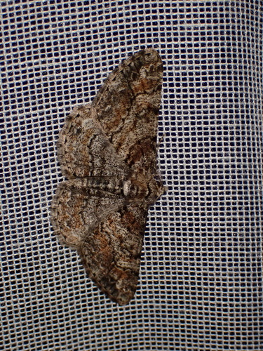 Cleora cinctaria