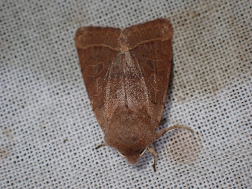 Orthosia cerasi
