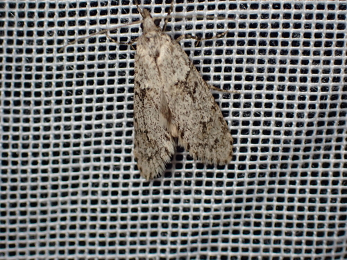 Diurnea fagella