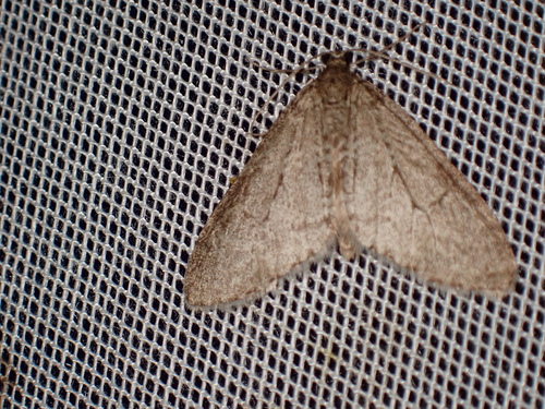 Trichopteryx carpinata