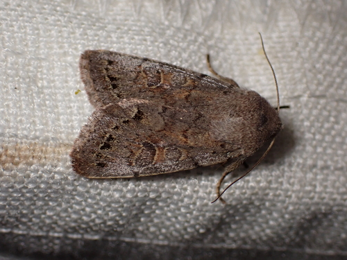 Orthosia populeti