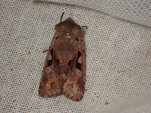 Orthosia gothica