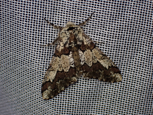 Biston strataria